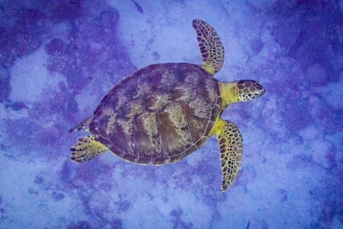 cocos keeling island photo tour example 9